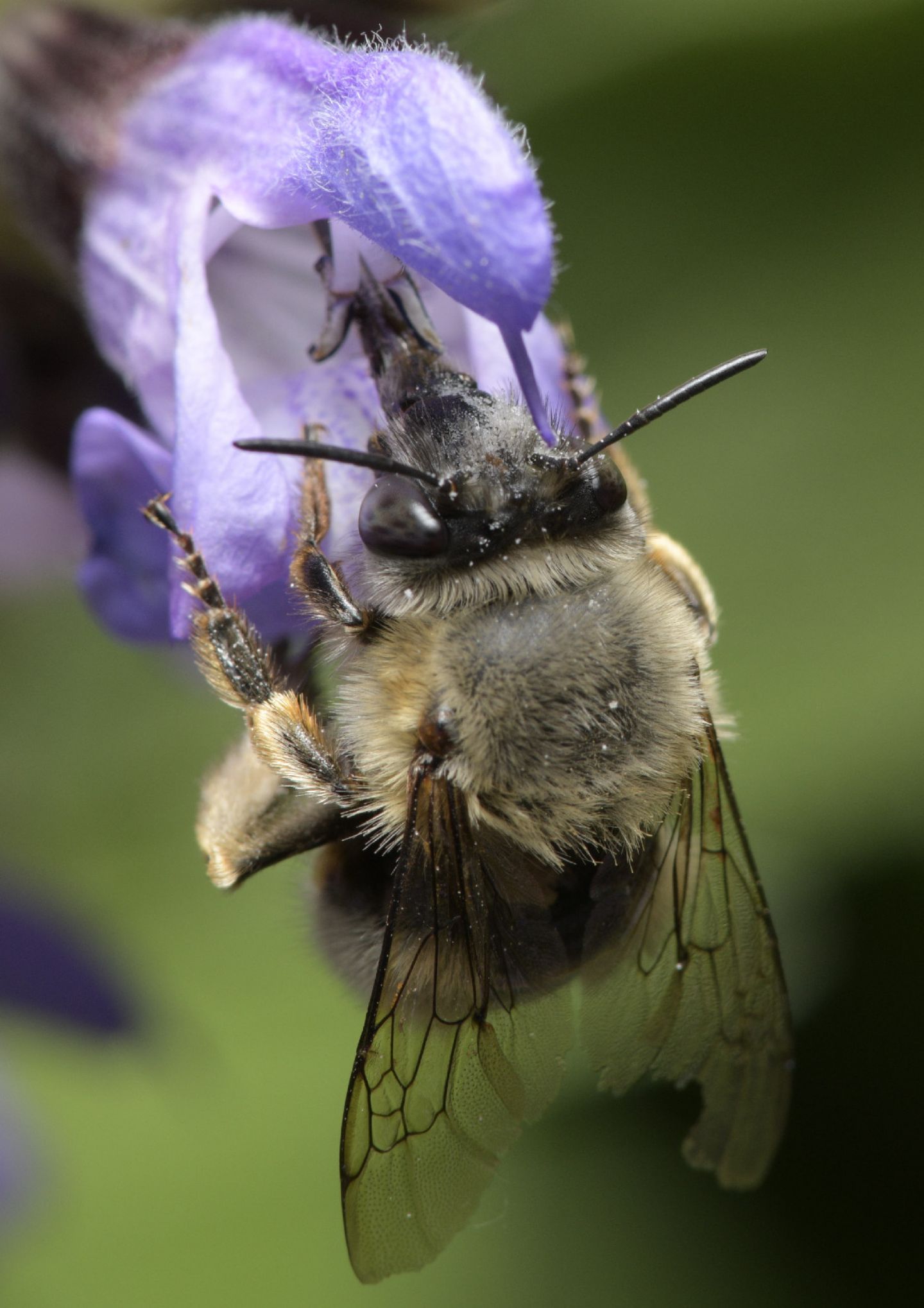 Apidae Antophorinae sp.